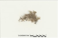 藏品(絨蘚)的圖片